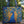 Bolso artesanal - Pavo Real