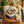 Bolso artesanal - Shih Tzu con Libros y Flores