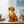 Buddy Golden Retriever Radiante